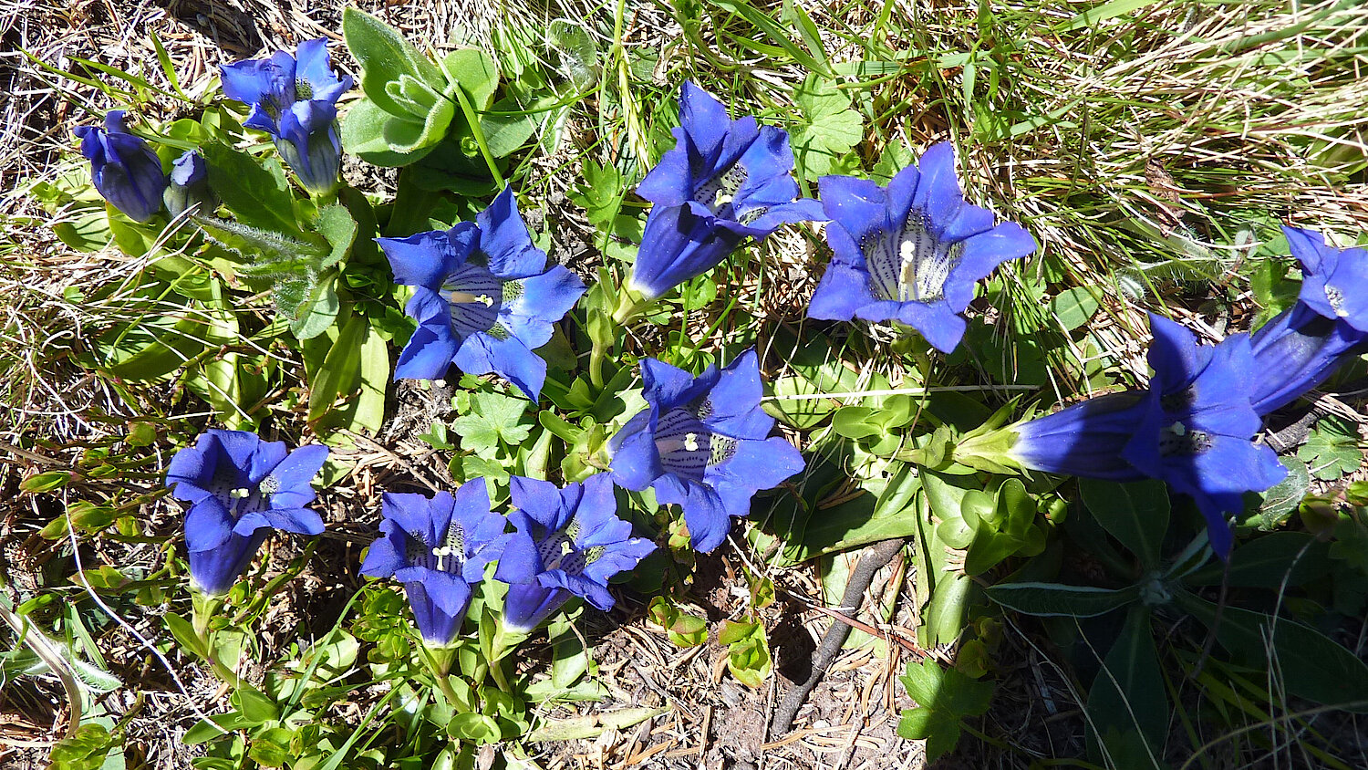 Foto blaue Enzian Blüten