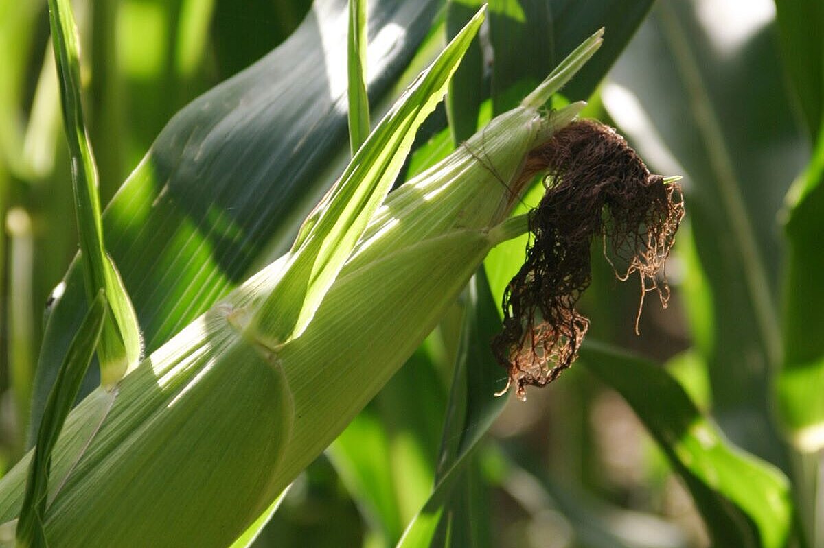 Foto Maiskolben