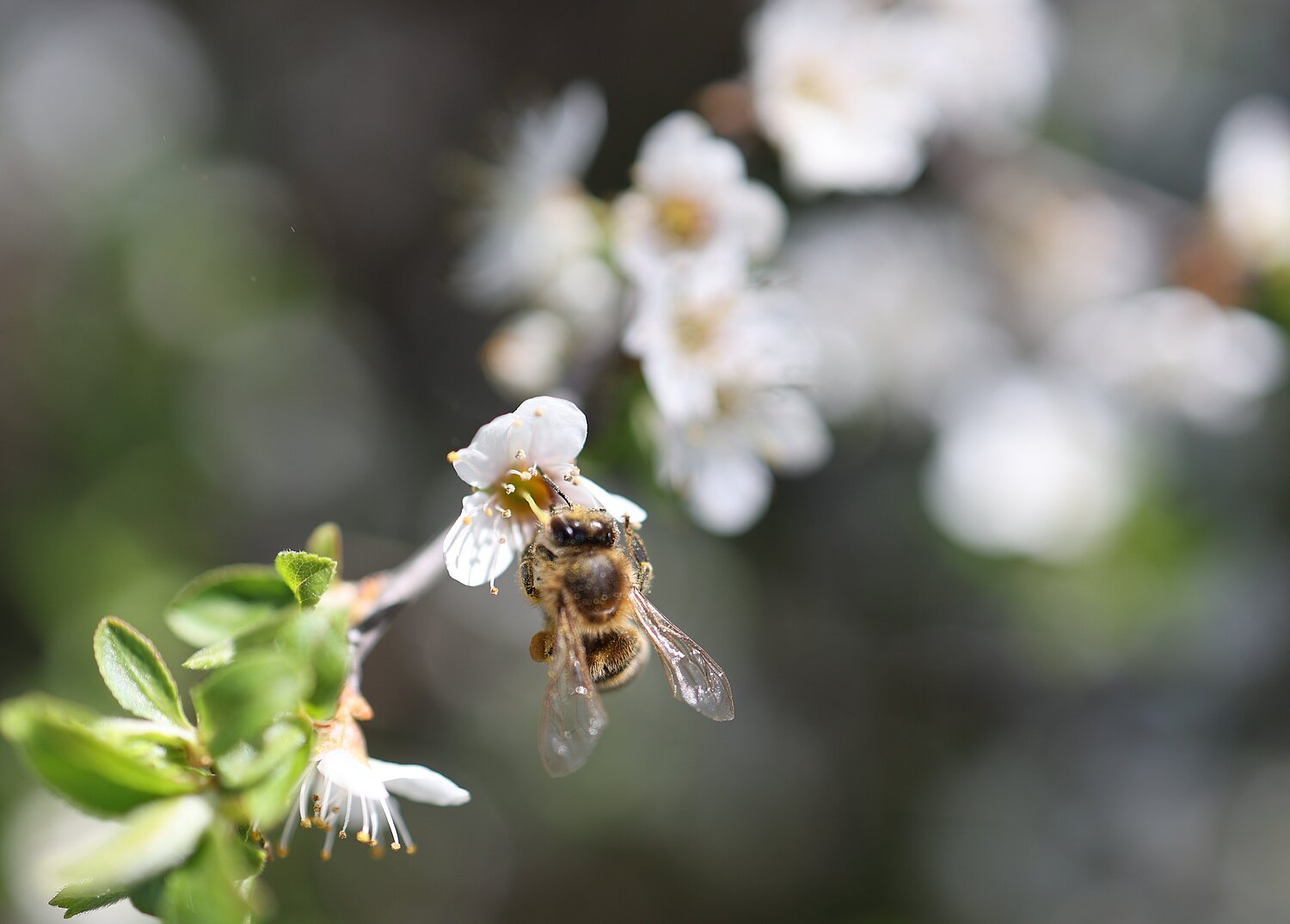 Biene bestäubt eine Blüte.