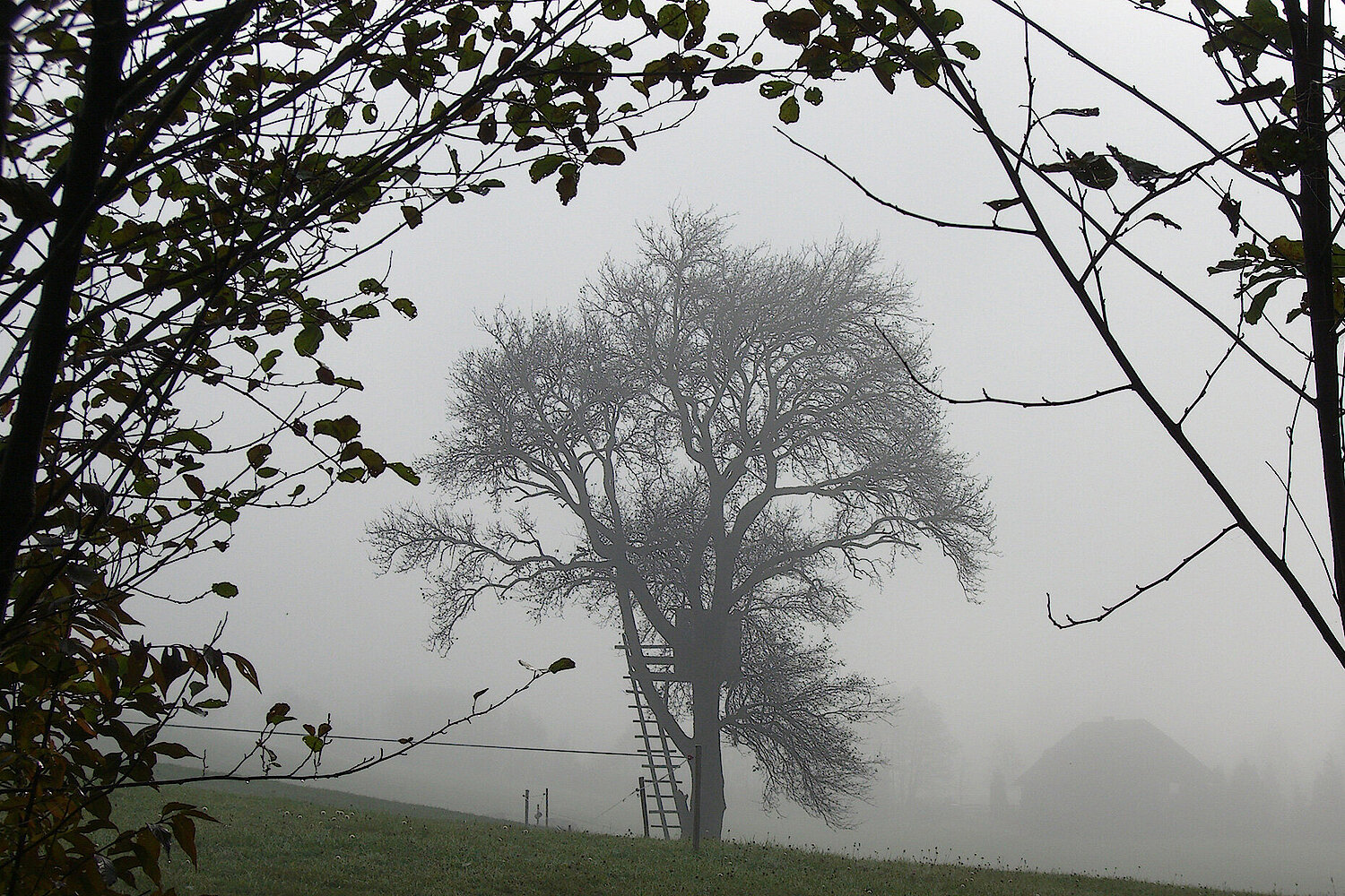 Foto Baum im Nebel