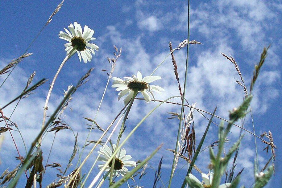 Foto Blumenwiese