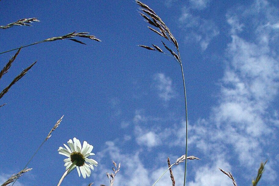 Foto Blumenwiese