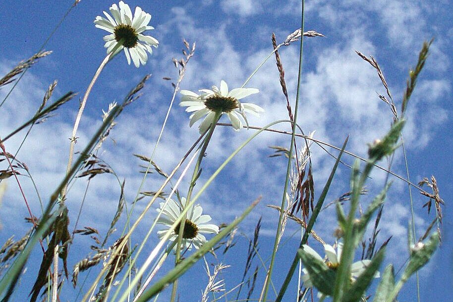 Foto Blumenwiese