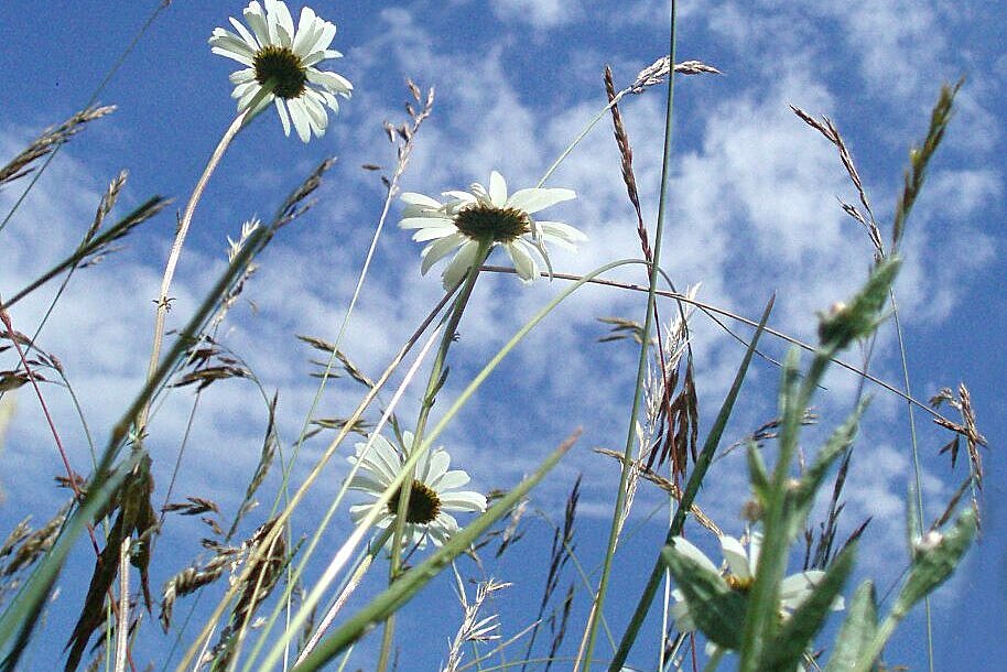 Foto Blumenwiese