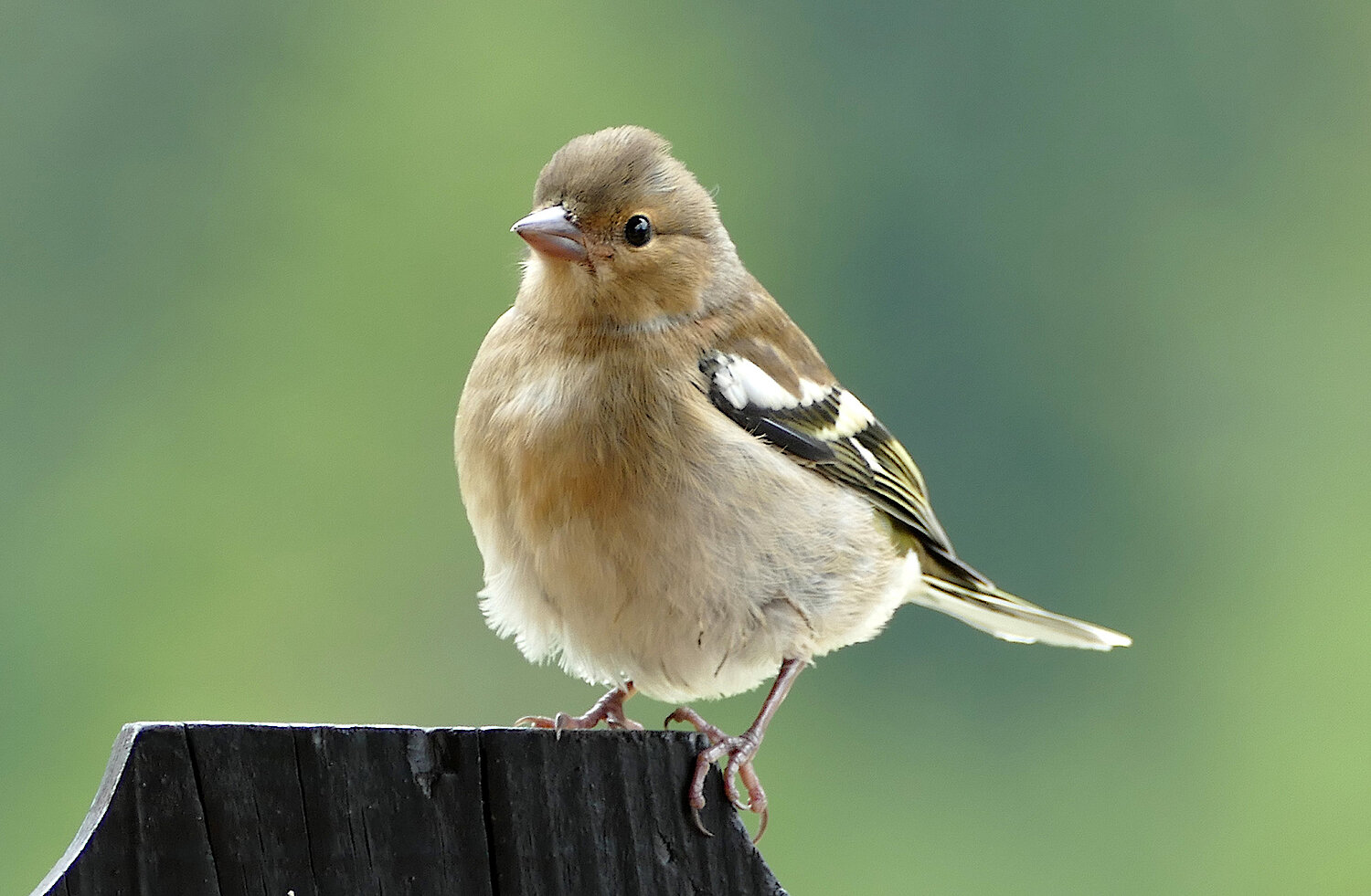 Zuhören und Vogelstimmen erkennen