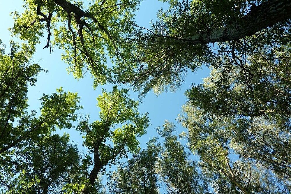 Foto Bäume im blauem Himmel
