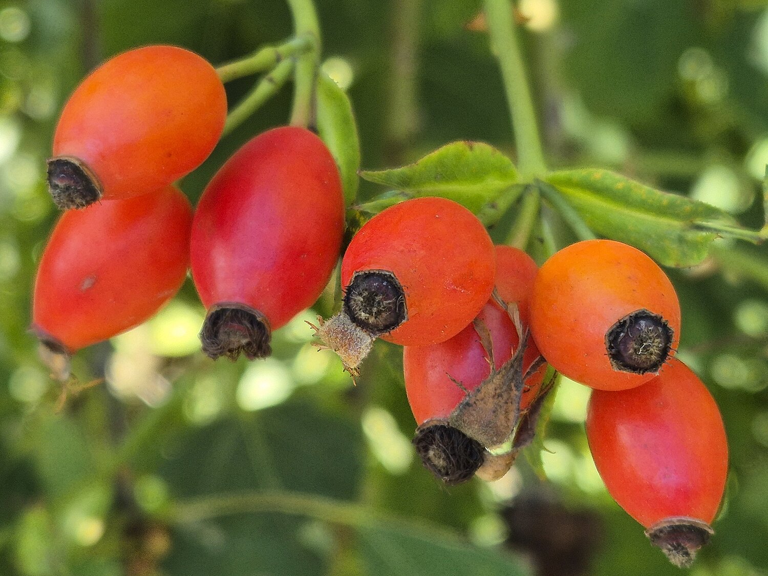 Rote Hagebuttenfrüchte.