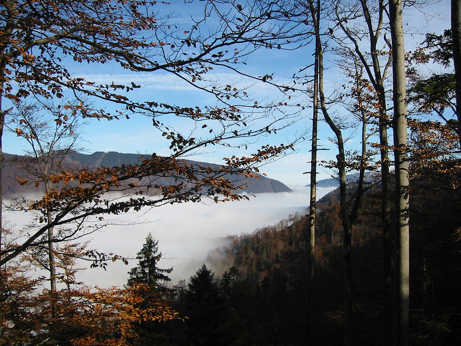 Foto Nebel im Zöbelgraben