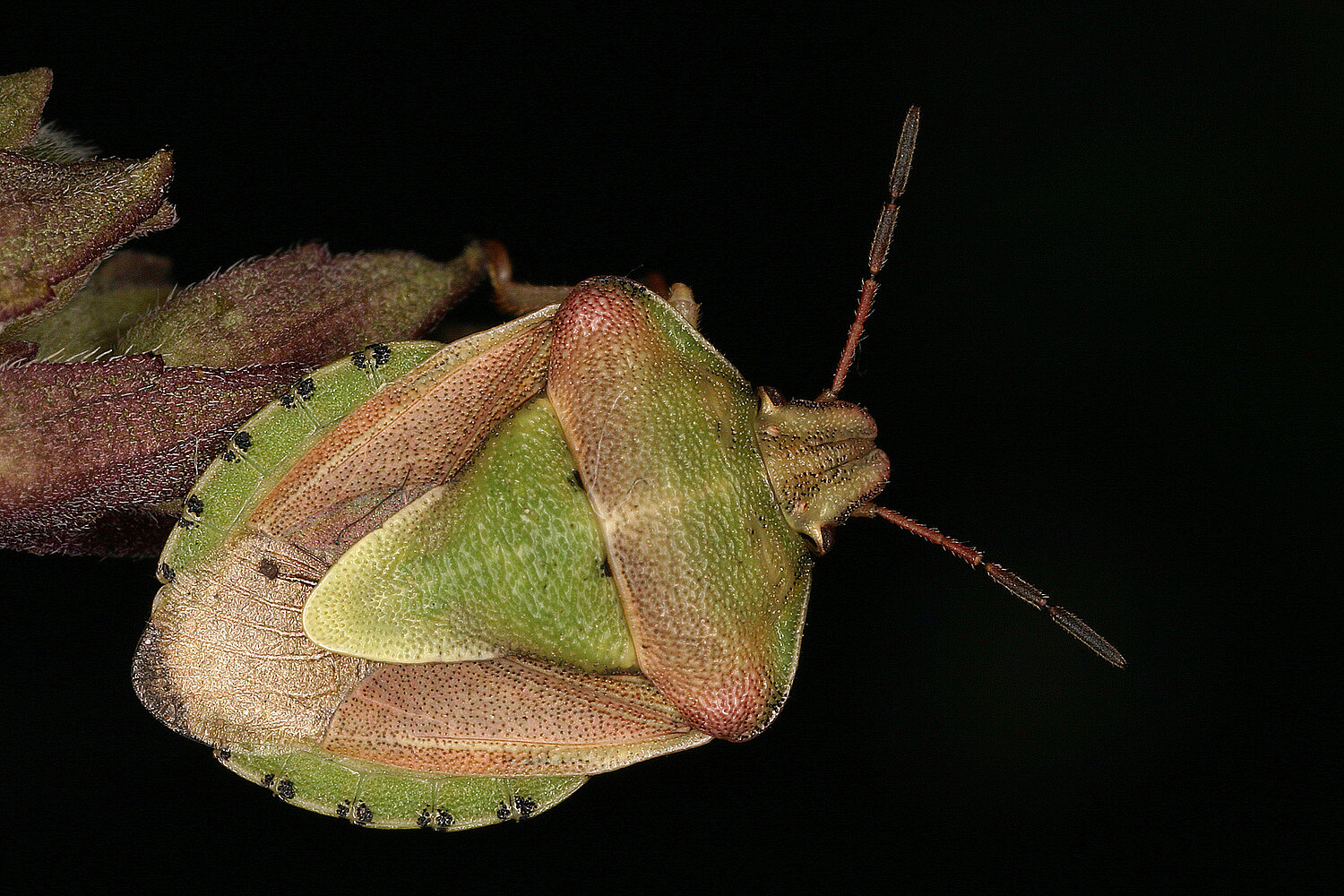 Die Korbblütlerwanze Antheminia lunulata (Gefährdungskategorie: EN, stark gefährdet) ist aktuell nur mehr von wenigen, isolierten Trockenstandorten im Osten Österreichs bekannt. 