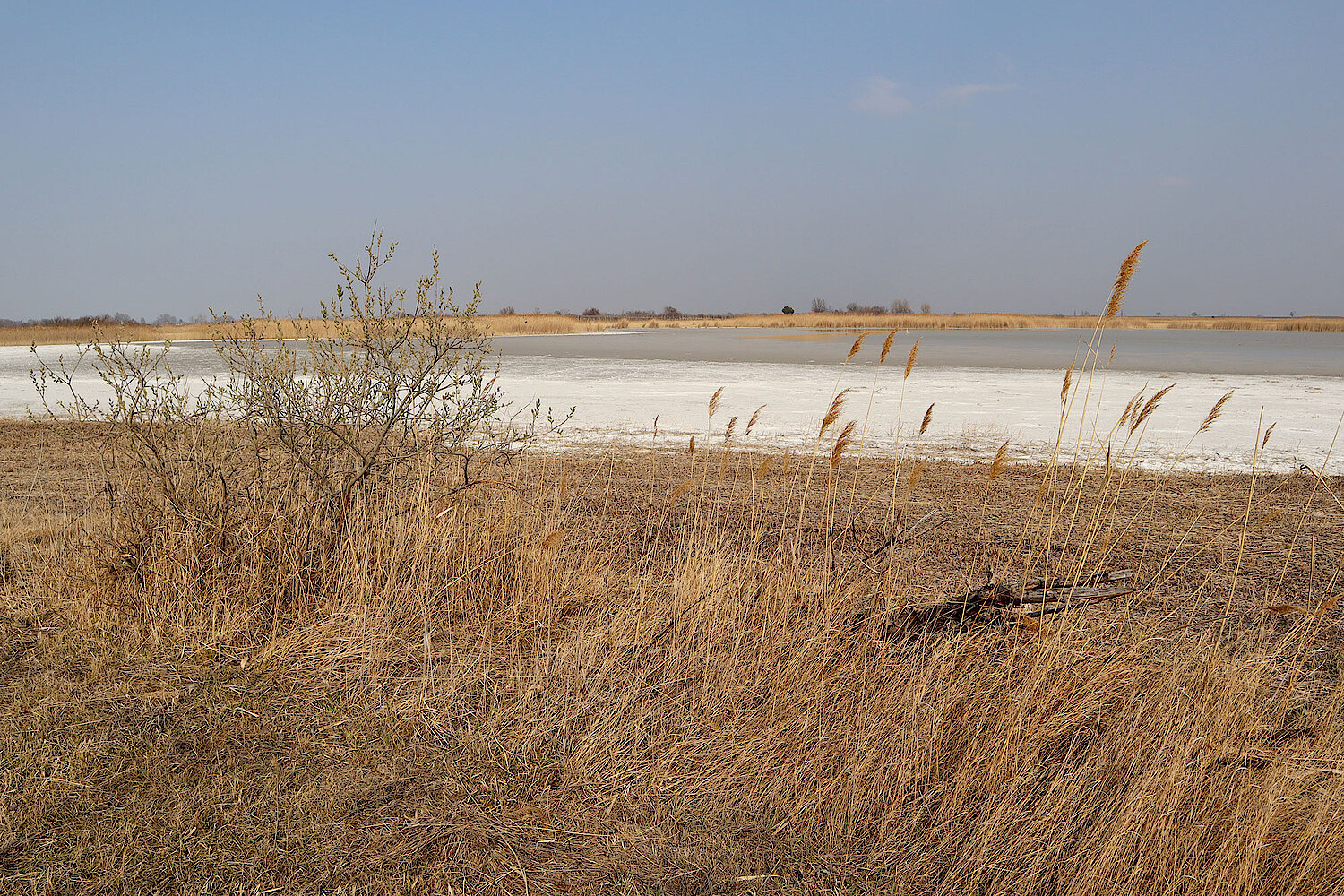 Foto Trockenheit am Neusiedler See