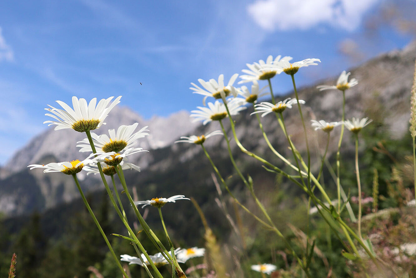 Blumenwiese mit Bergen im Hintergrund