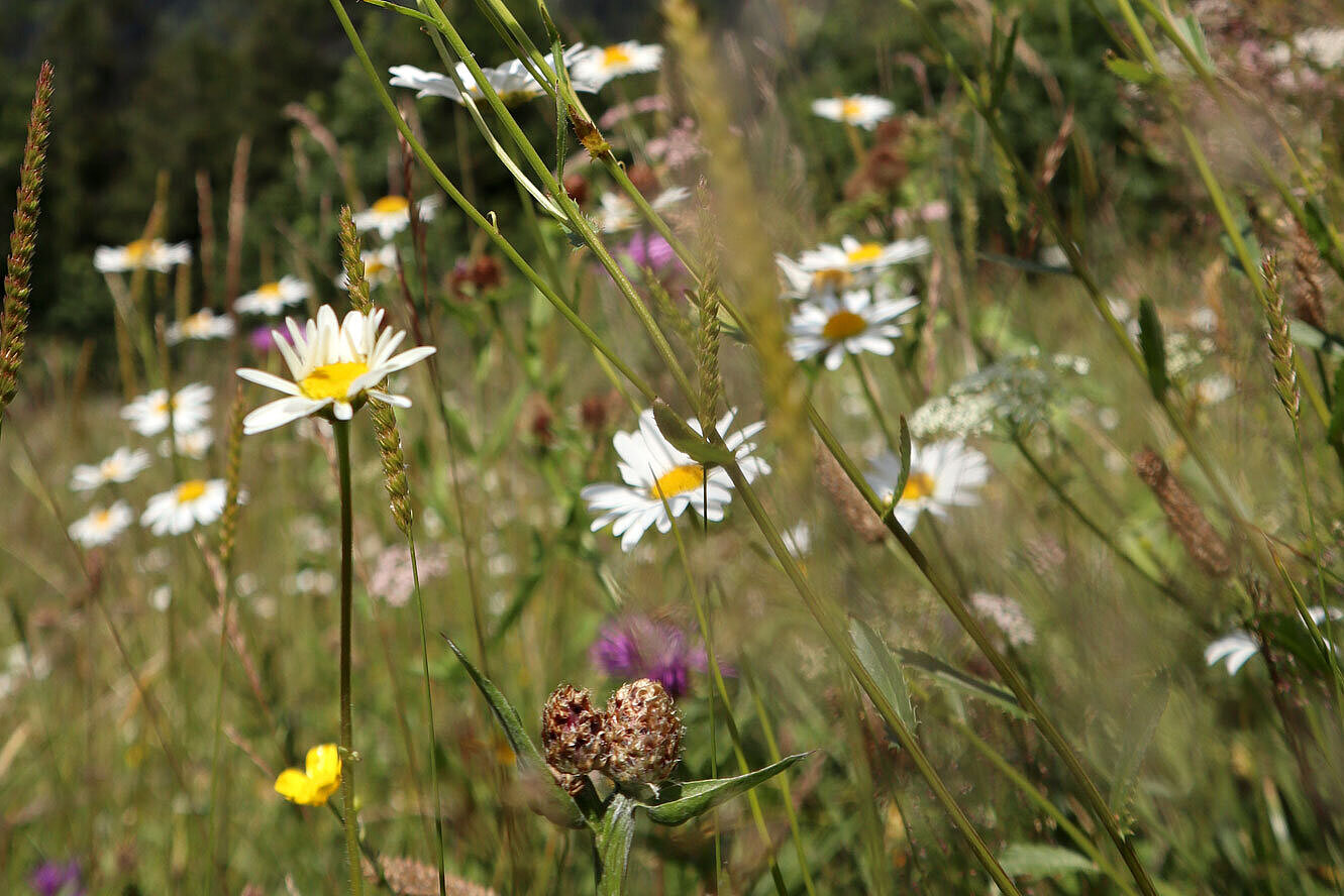 Blumenwiese mit Bergen im Hintergrund.