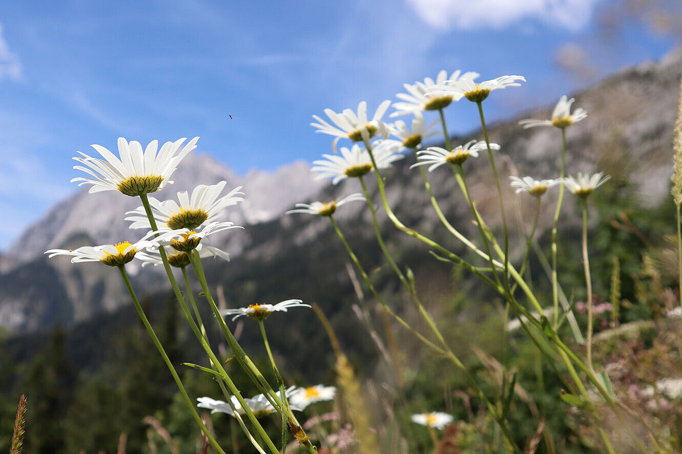 Blumenwiese mit Bergen im Hintergrund