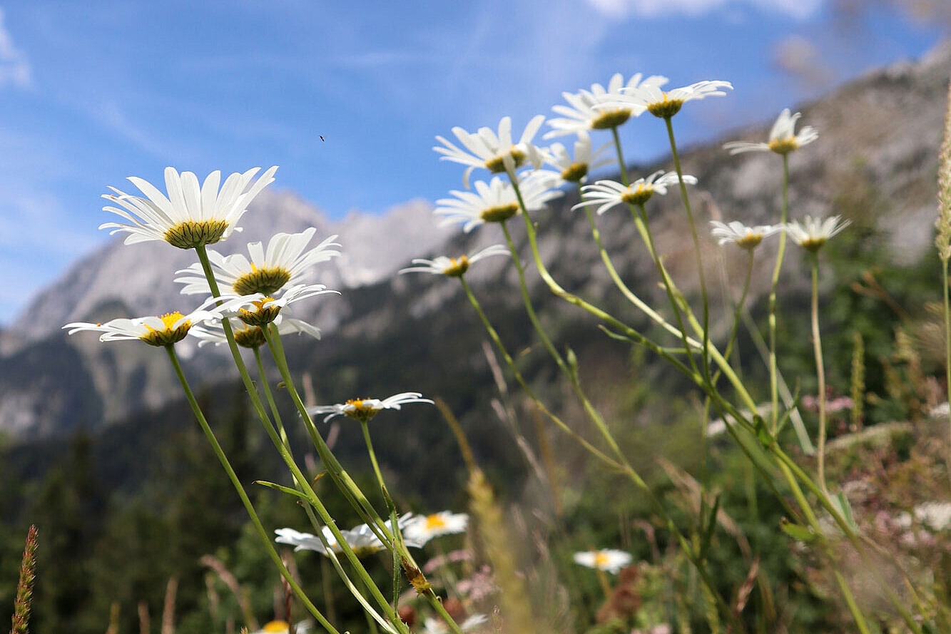 Foto Blumenwiese mit Bergen im Hintergrund