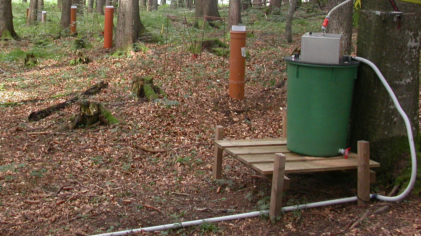 Foto Stammablaufsammler im Wald