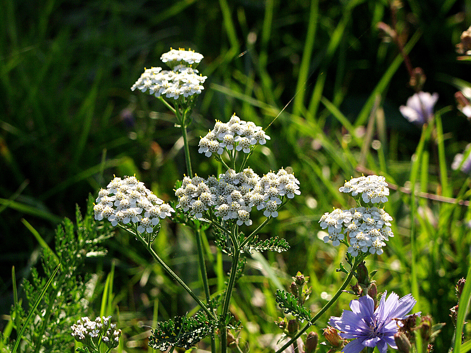 Weiße Blütendolden der Schafgarbe.