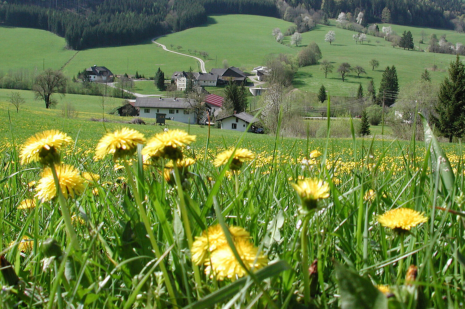 Foto Frühlingswiese mit Dorf