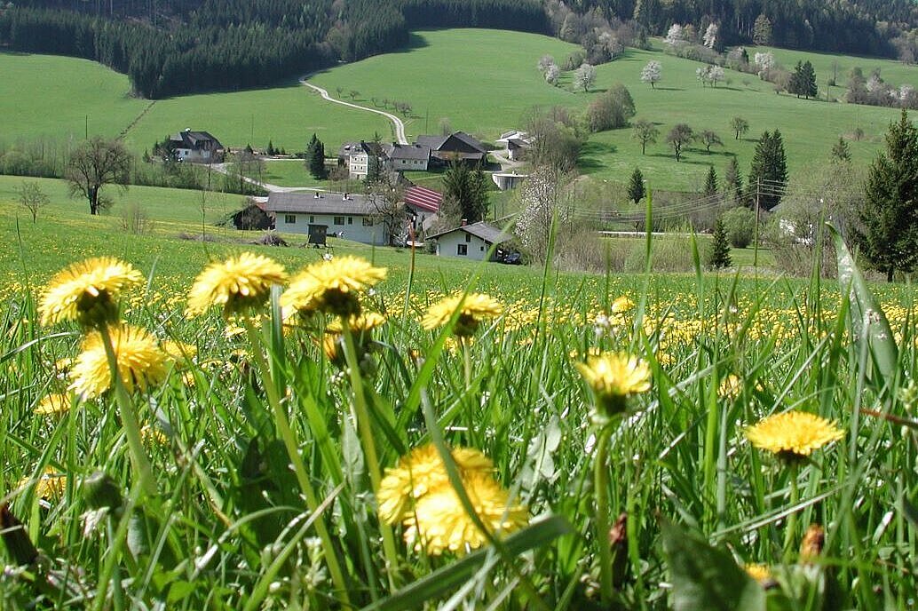 Foto Frühlingswiese mit Dorf