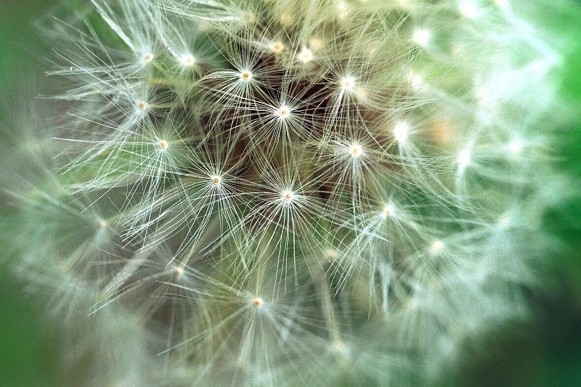 Samenstand Löwenzahn mit grünem Licht im Hintergrund.