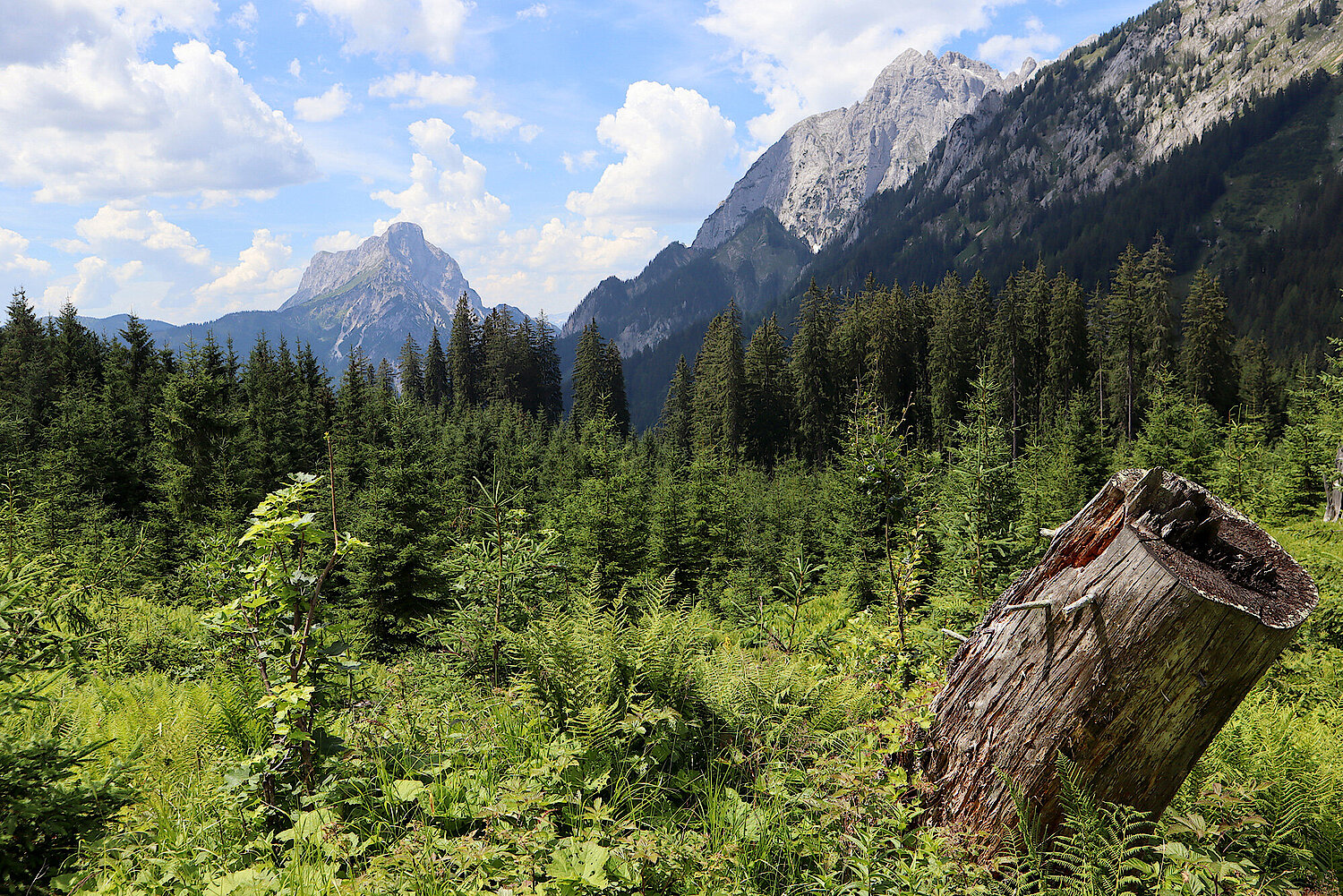 Foto auf einen Wald im Nationalpark Gesäuse.