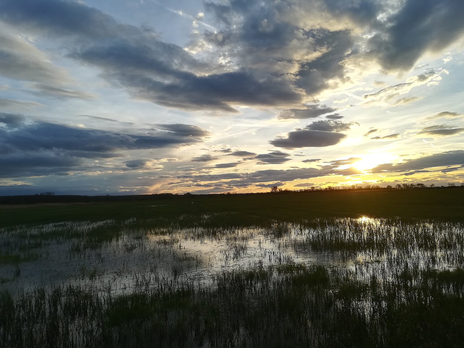 Feuchtwiesen im Hanság, Nationalpark Neusiedler See - Seewinkel. Abendstimmung bei den überschwemmten Feuchtwiesen im Hansag, Nationalpark Neusiedler See - Seewinkel.