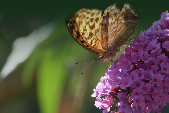 Schmetterling auf lila Blüten.