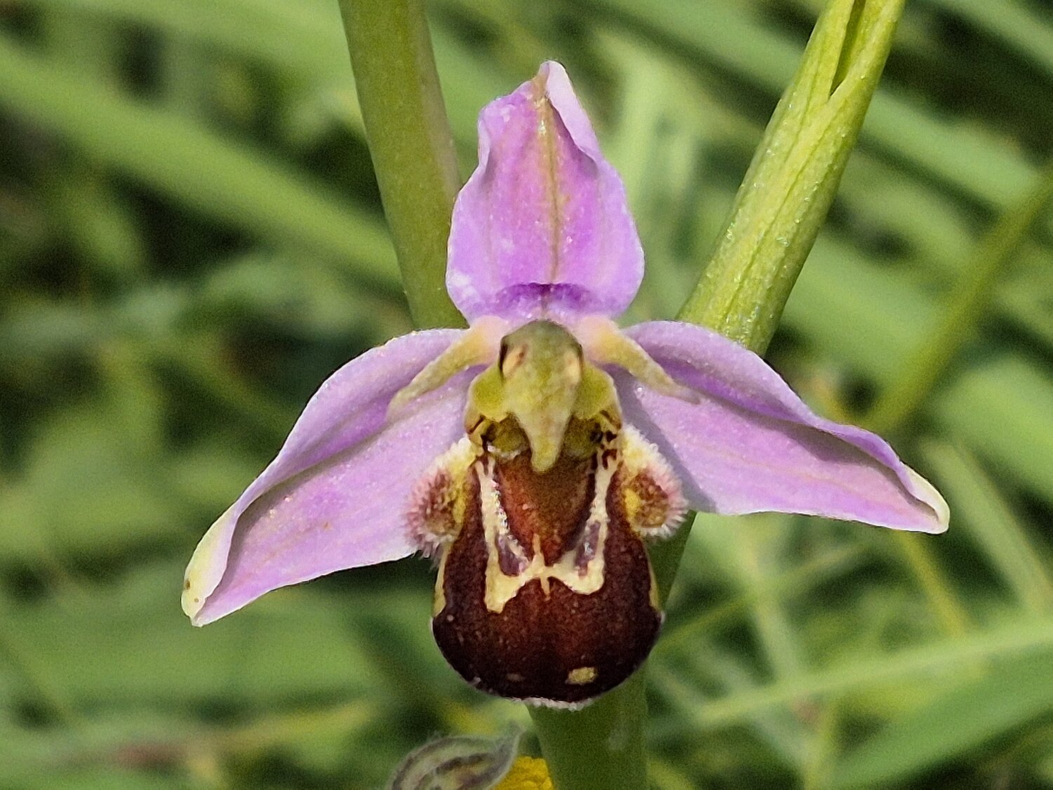Die Bienen-Ragwurz ist in Österreich stark gefährdete Orchideenart.