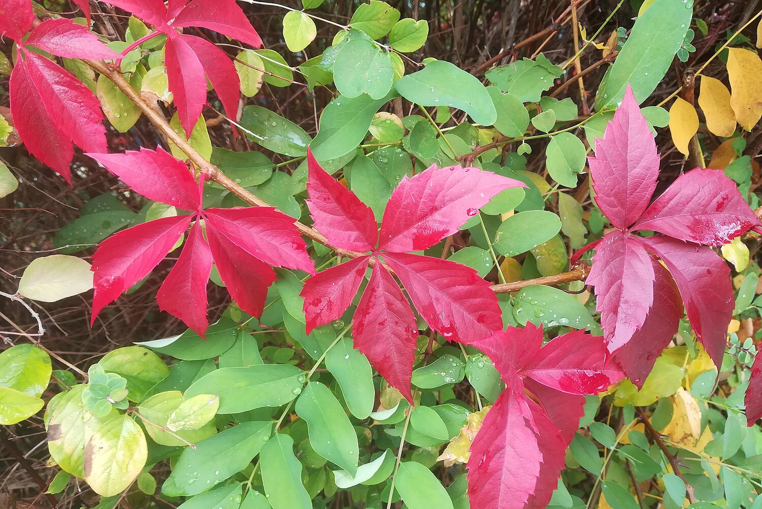 Herbstliche, leuchtend rot gefärbte Blätter des Wilden Weins über grünen Robinienblättern.