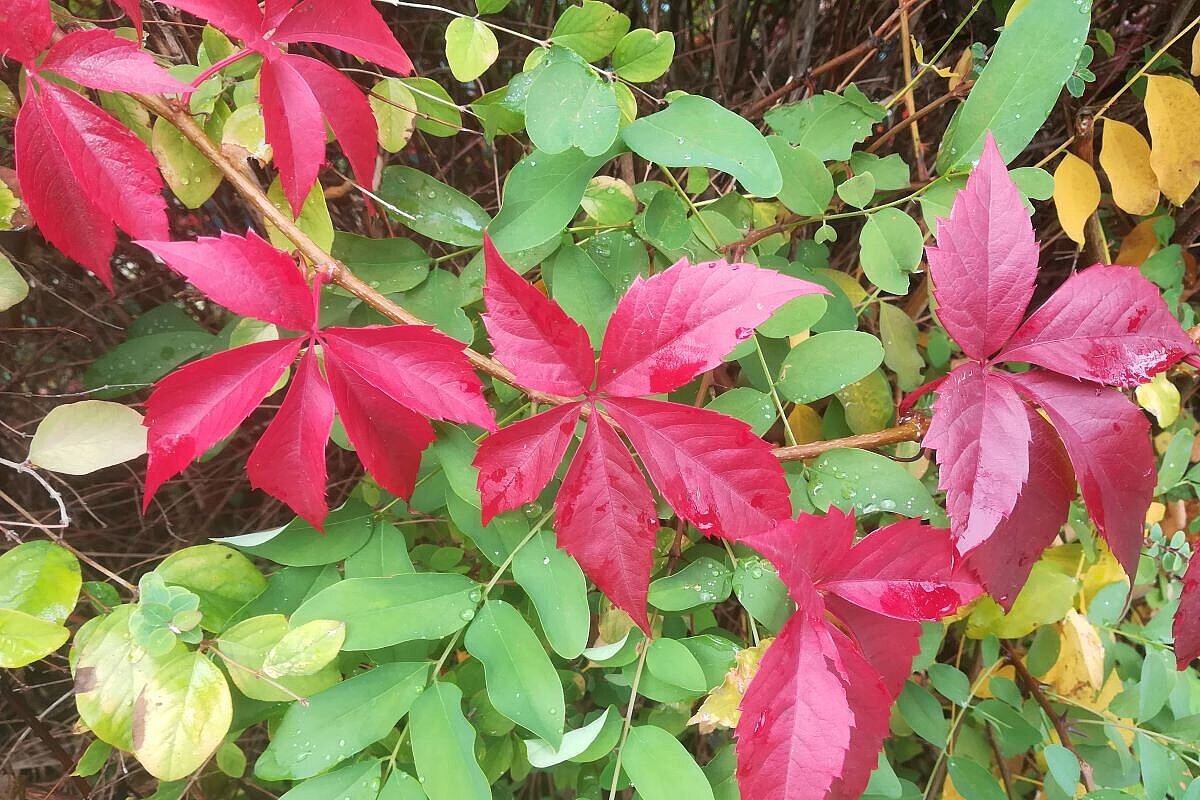 Herbstliche, leuchtend rot gefärbte Blätter des Wilden Weins über grünen Robinienblättern.