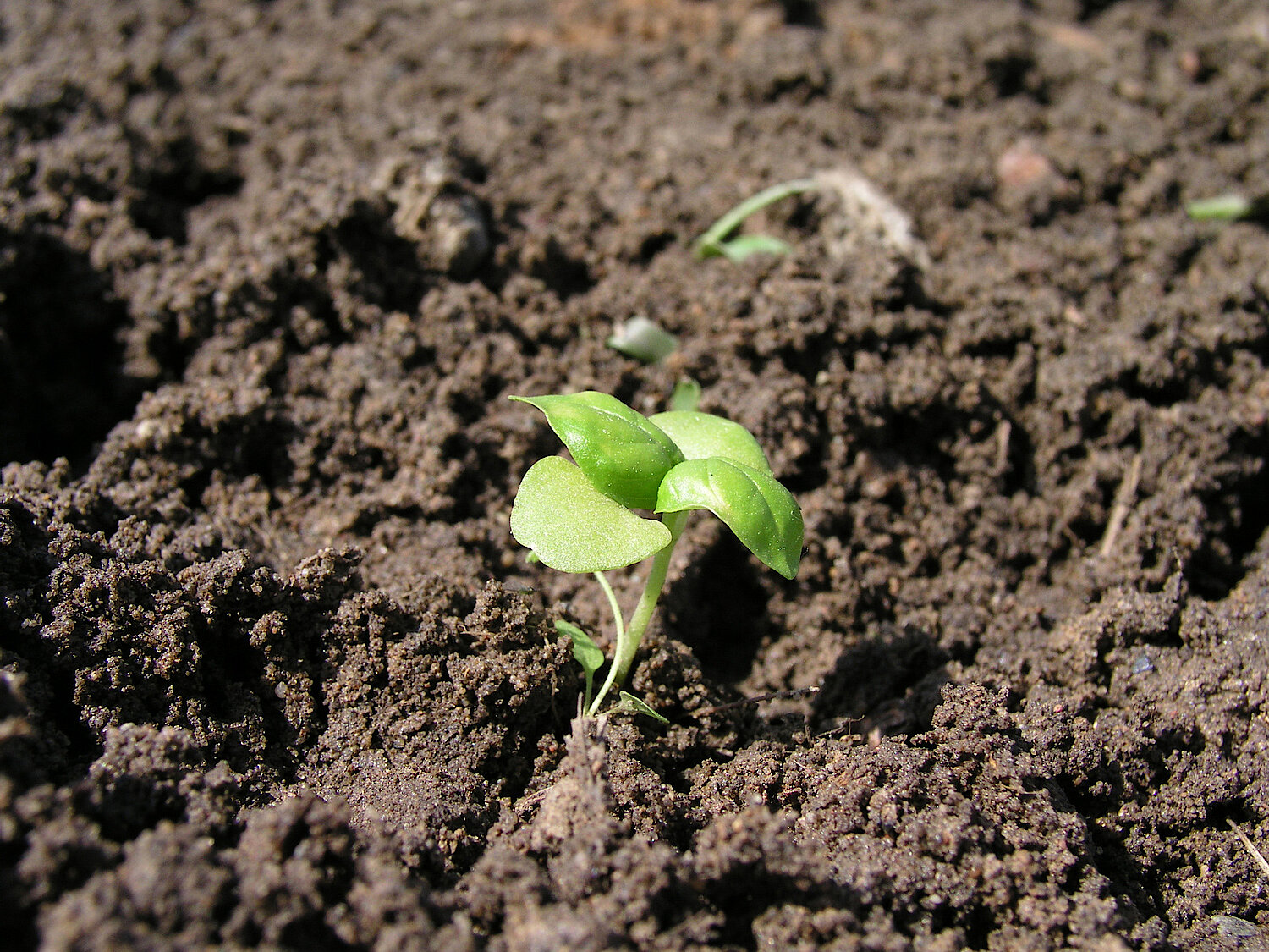 Foto junge Pflanze in Erde