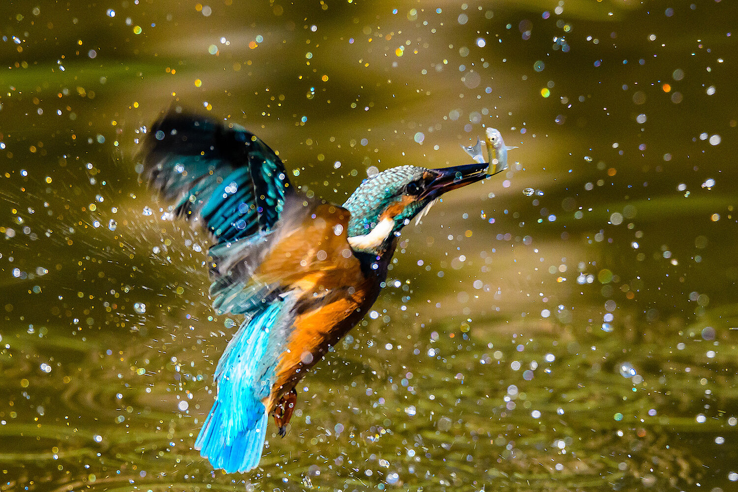 Foto Eisvogel