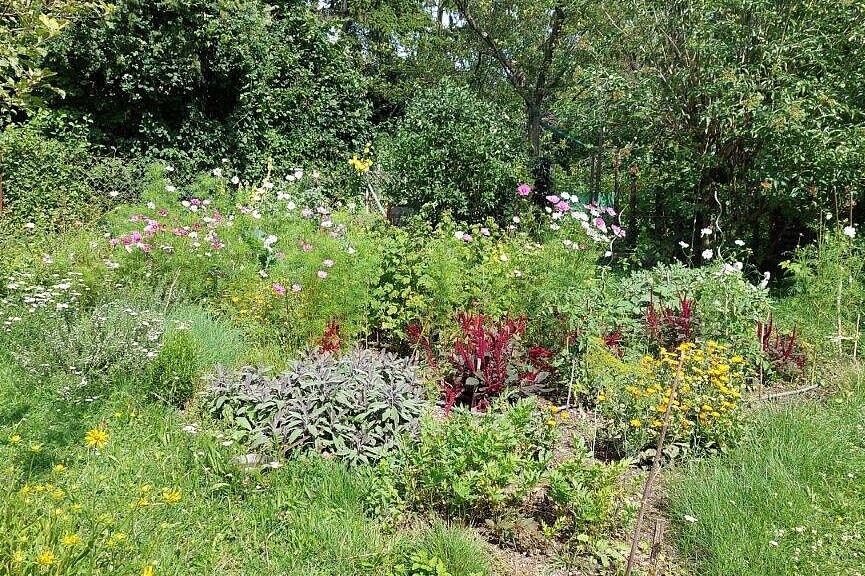 Blick in einen privaten Kräuter- und Blumengarten.