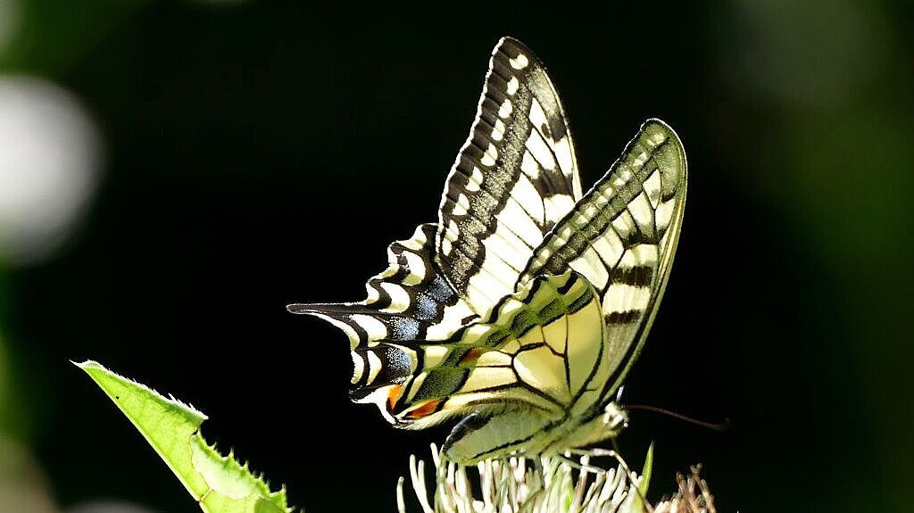 Foto Schwalbenschwanz (Schmetterling)