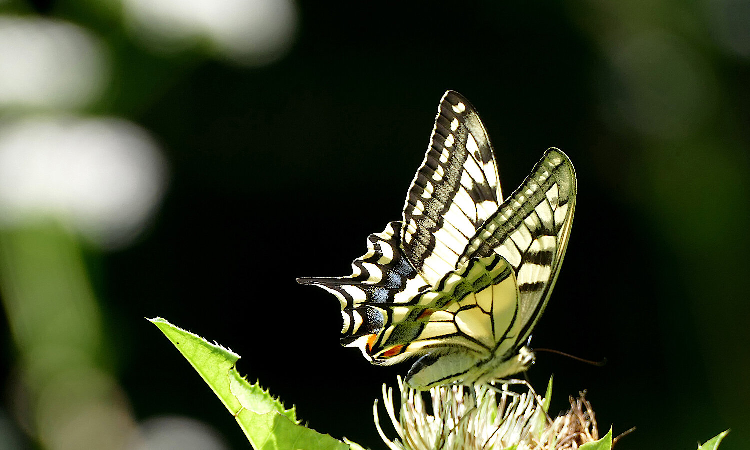 Foto Schwalbenschwanz (Schmetterling)