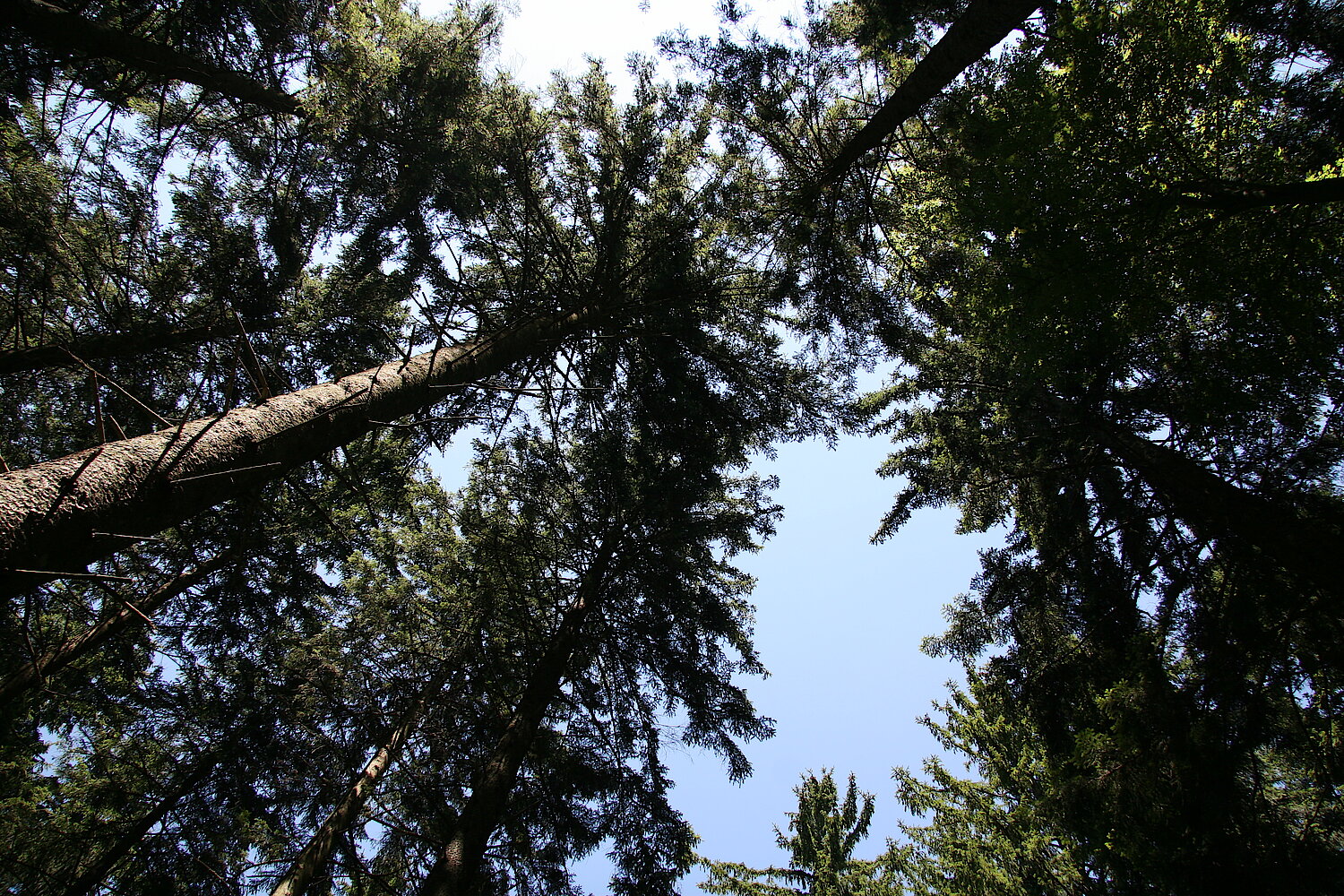 Blick in die Baumkronen im Wald