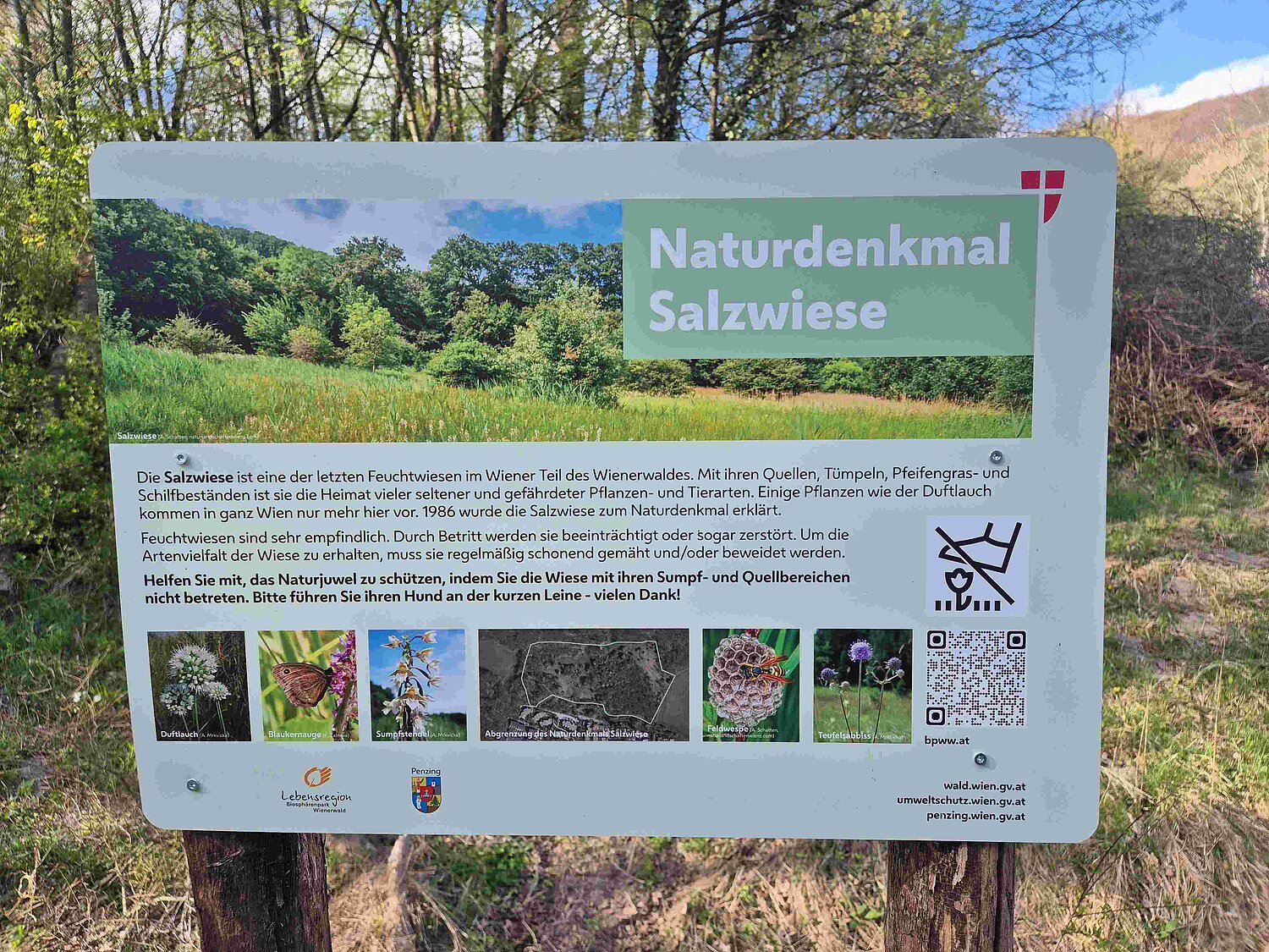 Schutzgebietstafel über das Naturdenkmal Salzwiese mit Informationen über die naturschutzfachlichen Besonderheiten des Gebiets.