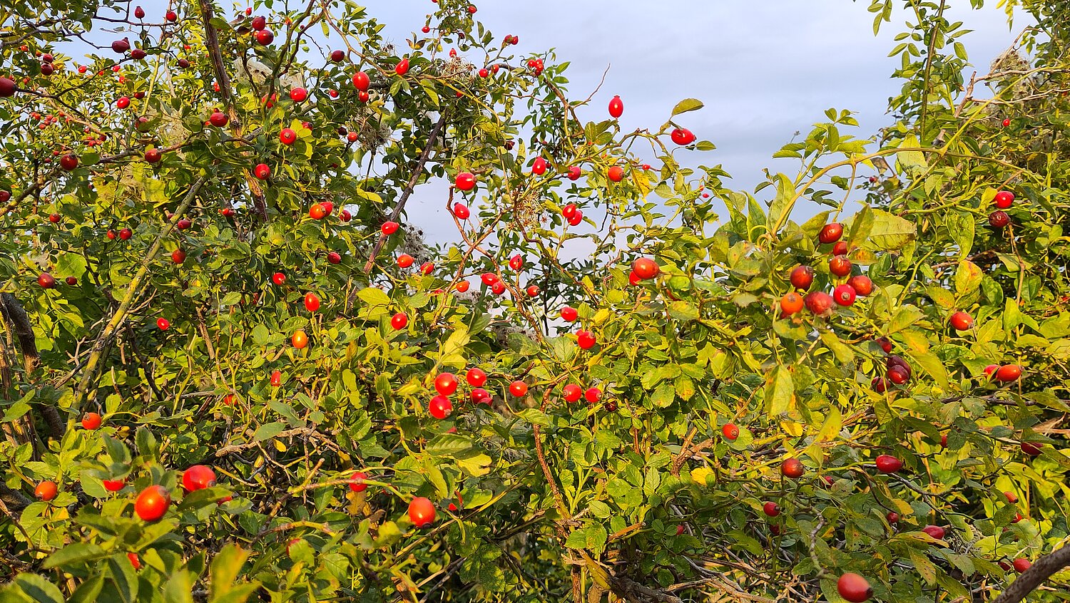 Hagebuttenstrauch mit roten Früchten.