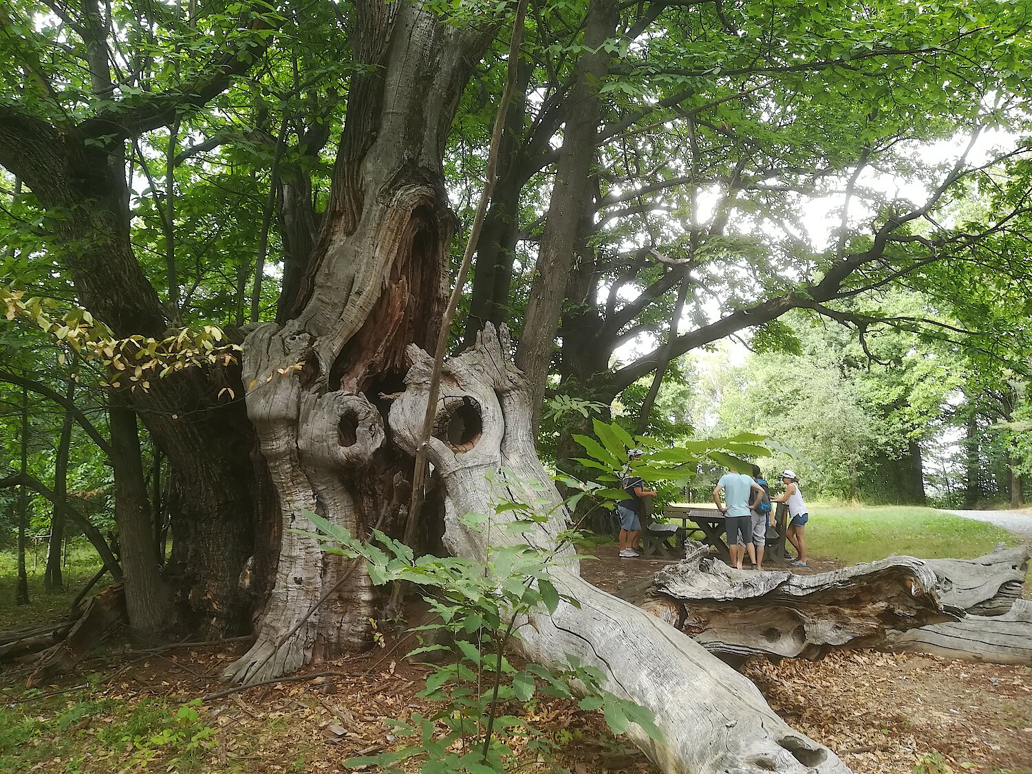 Als Naturdenkmal ausgewiesen: Alte Edelkastanienbäum bei Liebing im Burgenland.