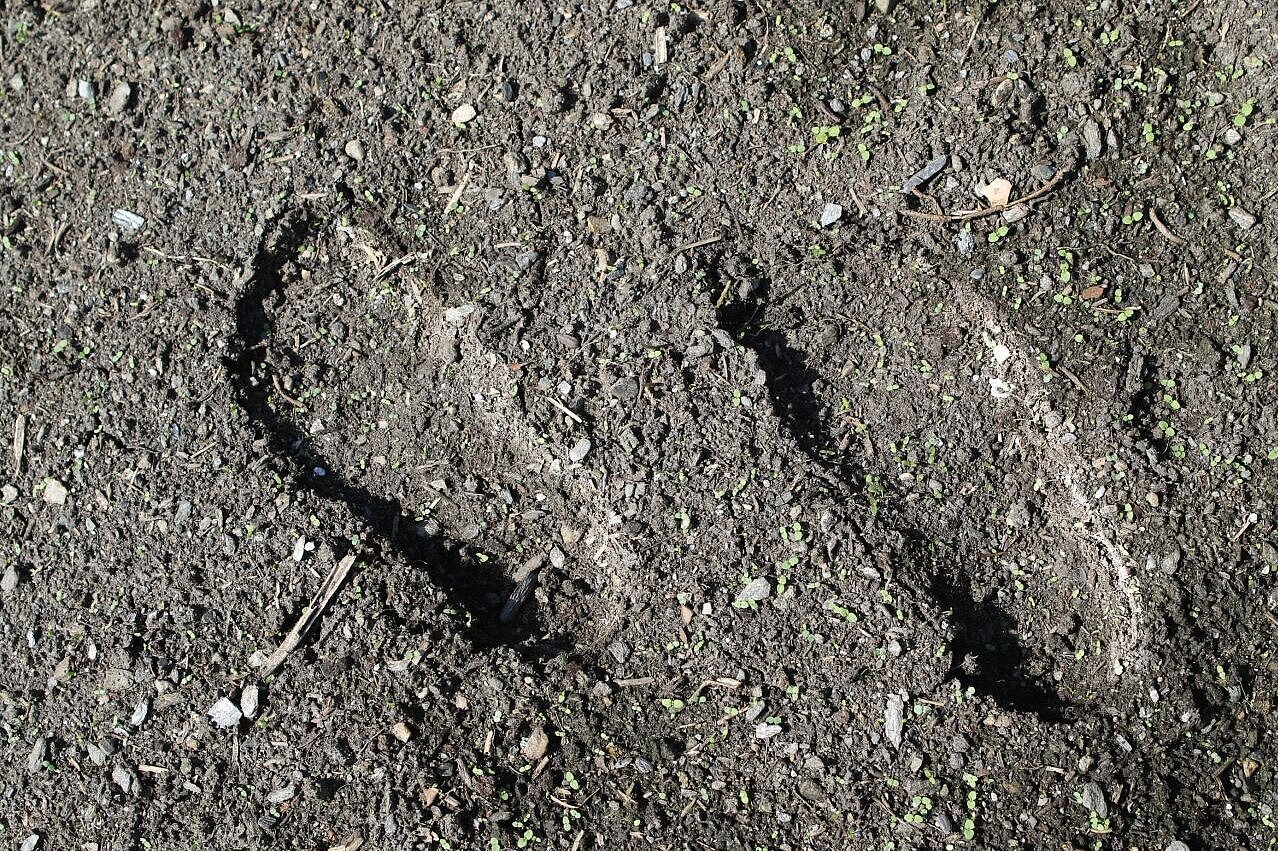 Fußabdrücke im Humus