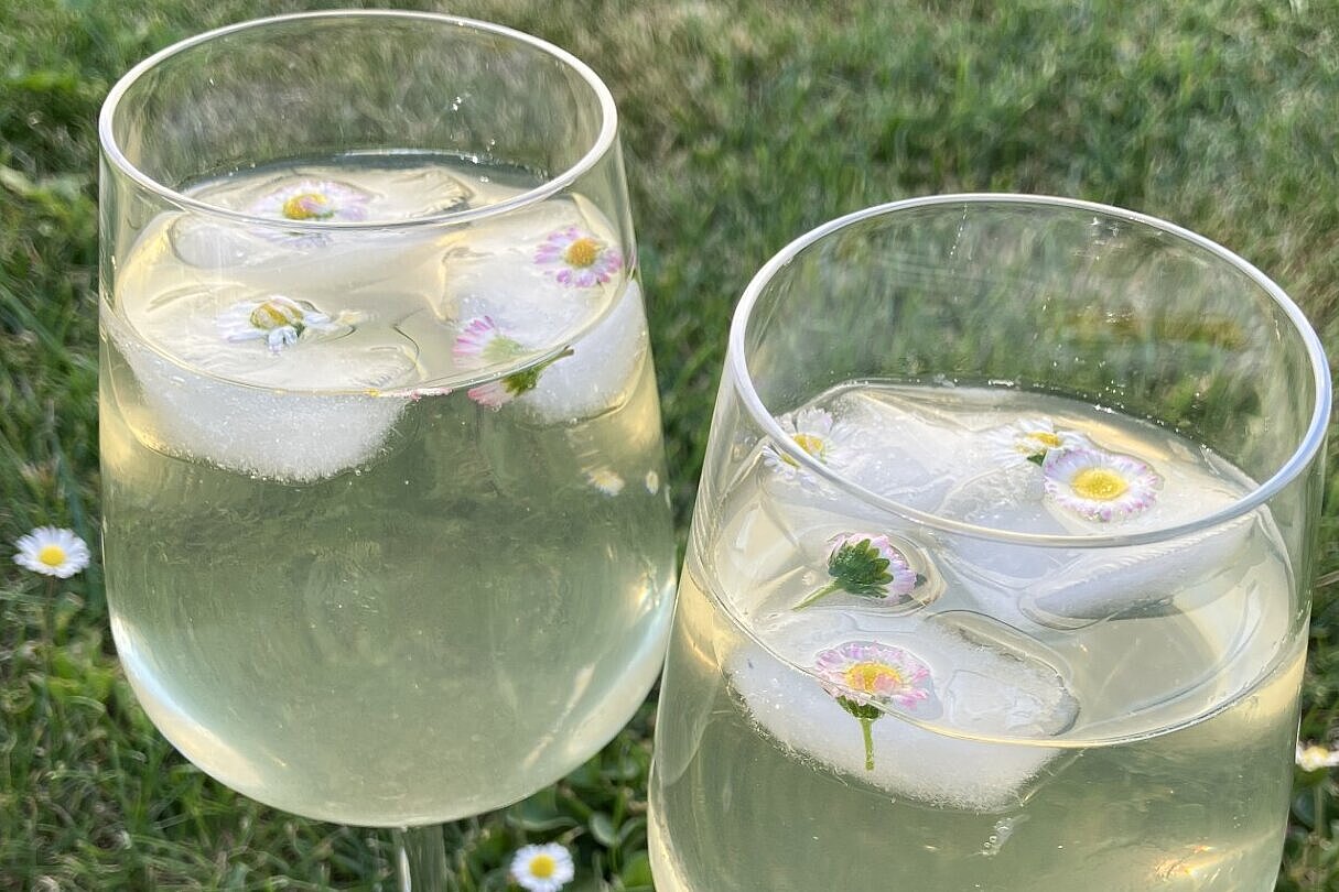 Gläser gefüllt mit Gänseblümchensirup und Eiswürfeln, dekoriert mit Gänseblümchenblüten.