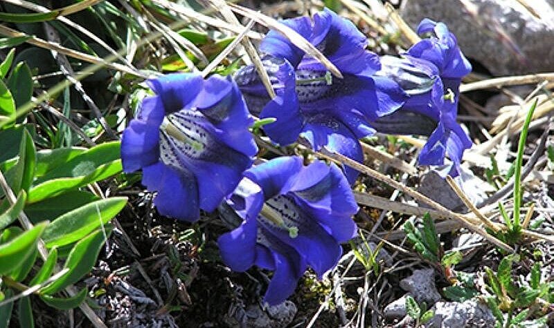 Pflanze mit blauer Blütenglocke