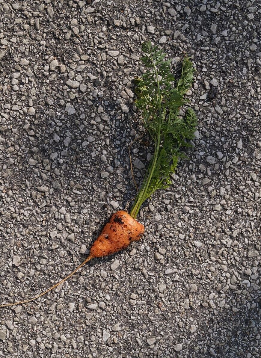 Karotte liegt auf der Straße