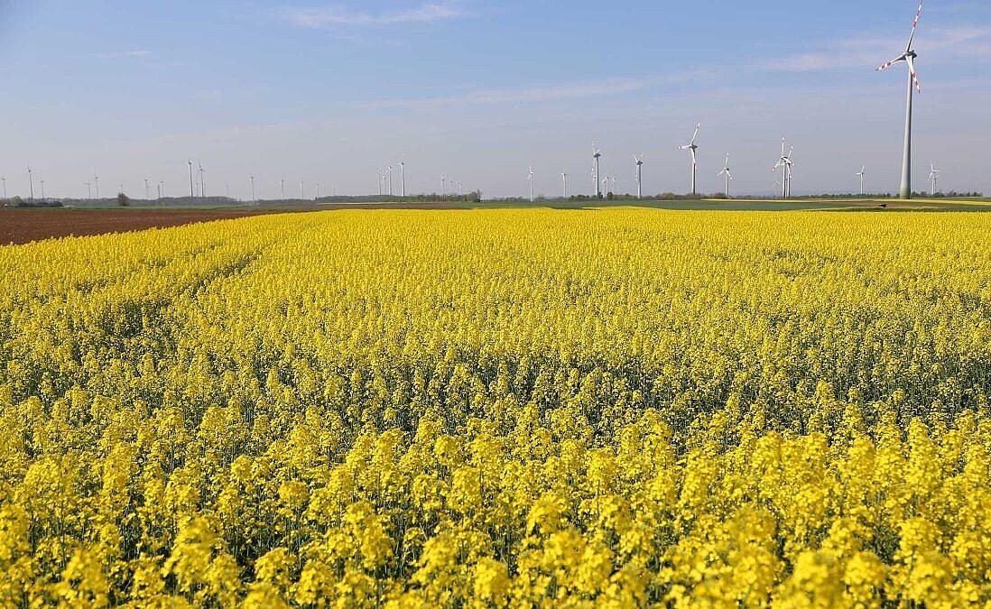 Foto Rapsfeld mit Windräder