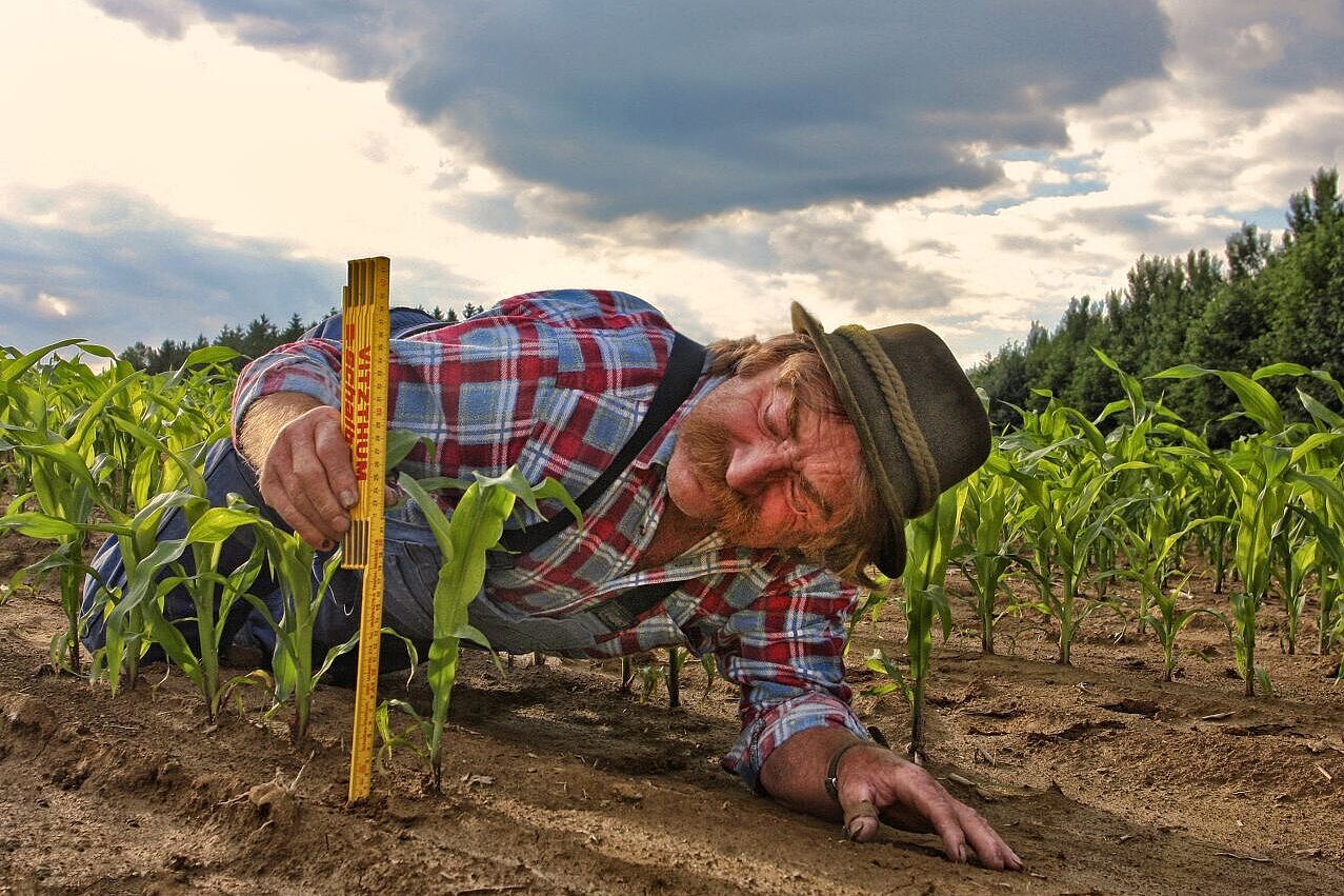 Ein Landwirt liegt im Feld und misst die Höhe seiner Pflänzchenr Pfl