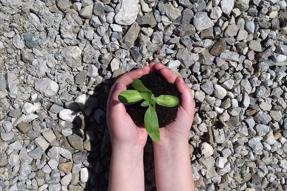 Kinderhände halten Boden mit einer keinen Pflanze