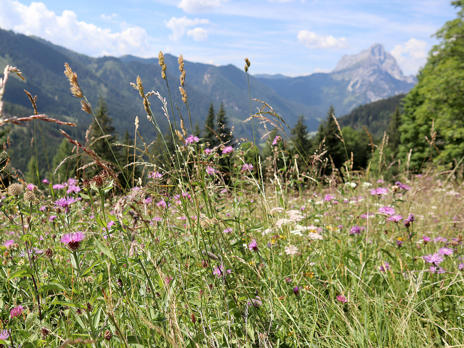 Bergwiese 