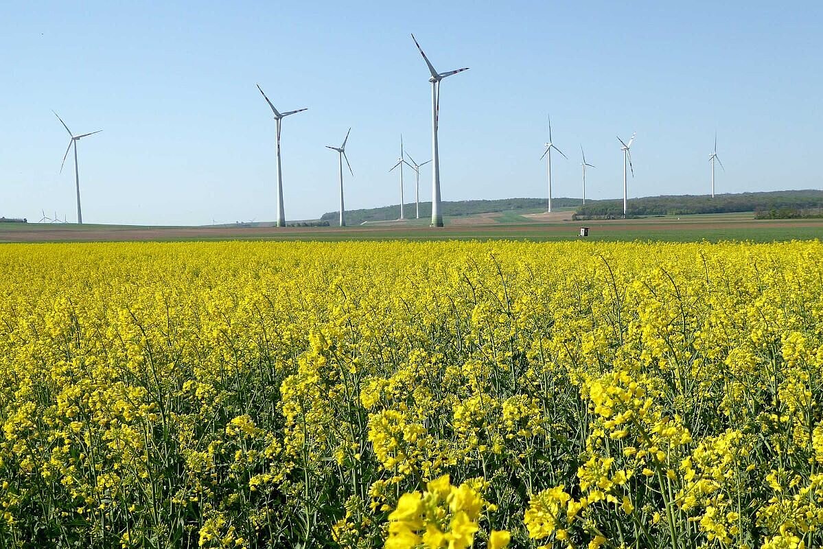 Foto Rapsfeld mit Windräder
