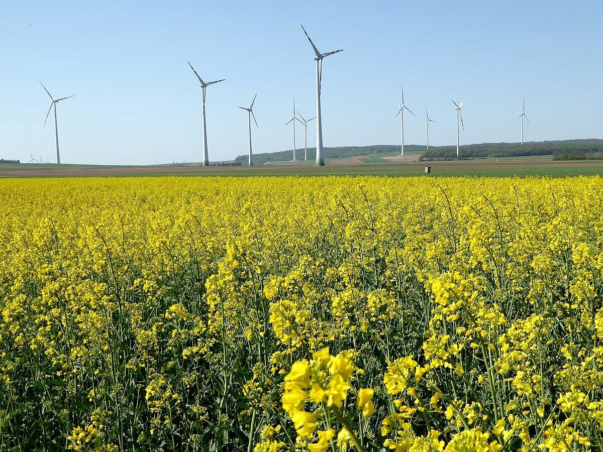 Foto Rapsfeld mit Windräder