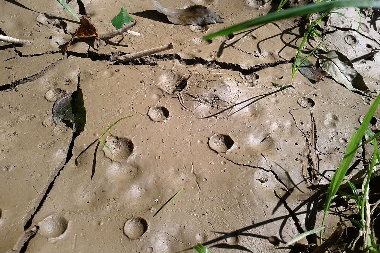 Blasen am Lehnboden nach Niederschlag