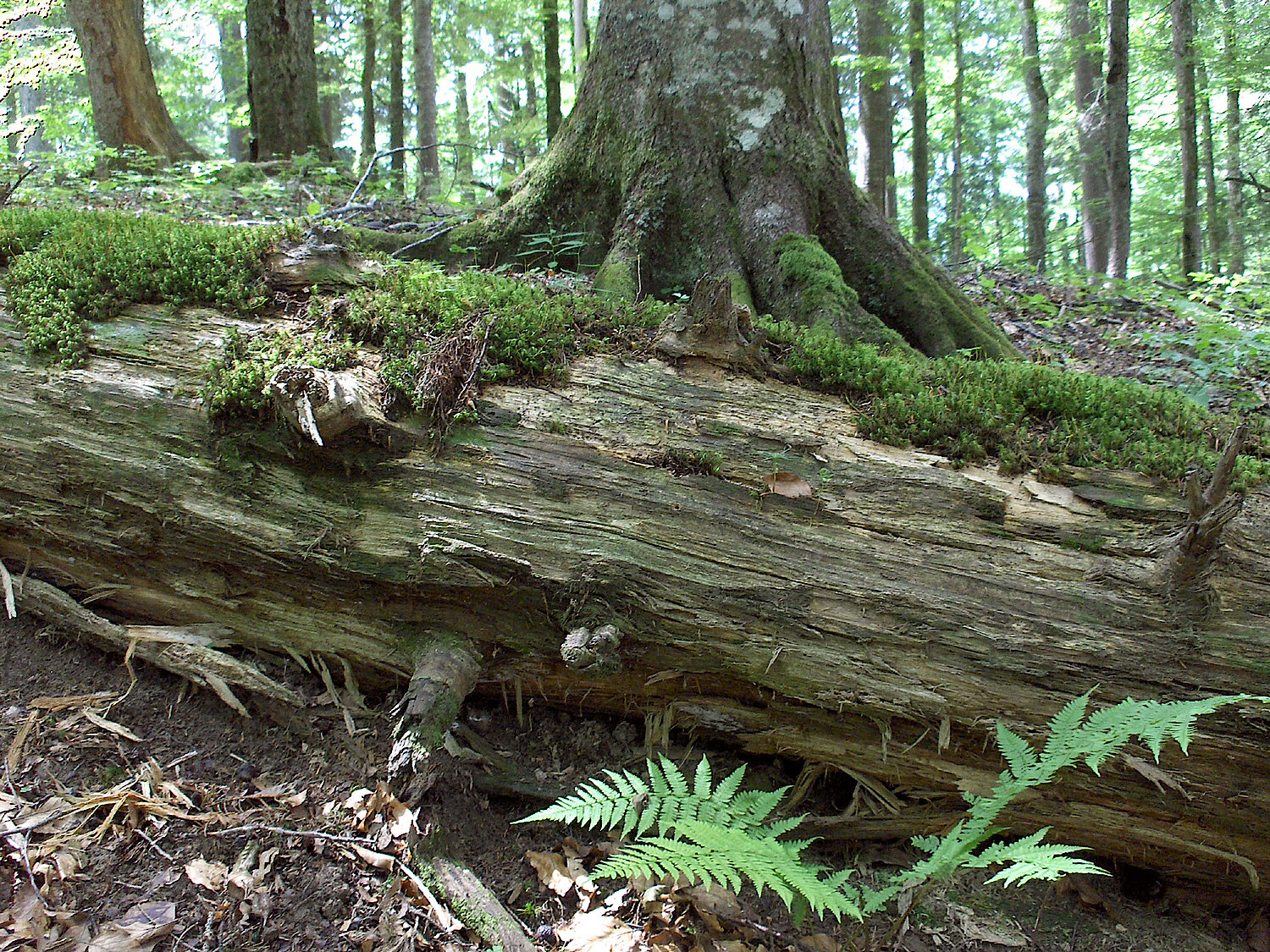 Foto Totholz im Wald